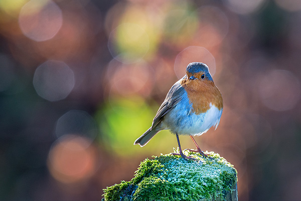 becon-breacon7 Robin bird at Brecon Beacons National Park